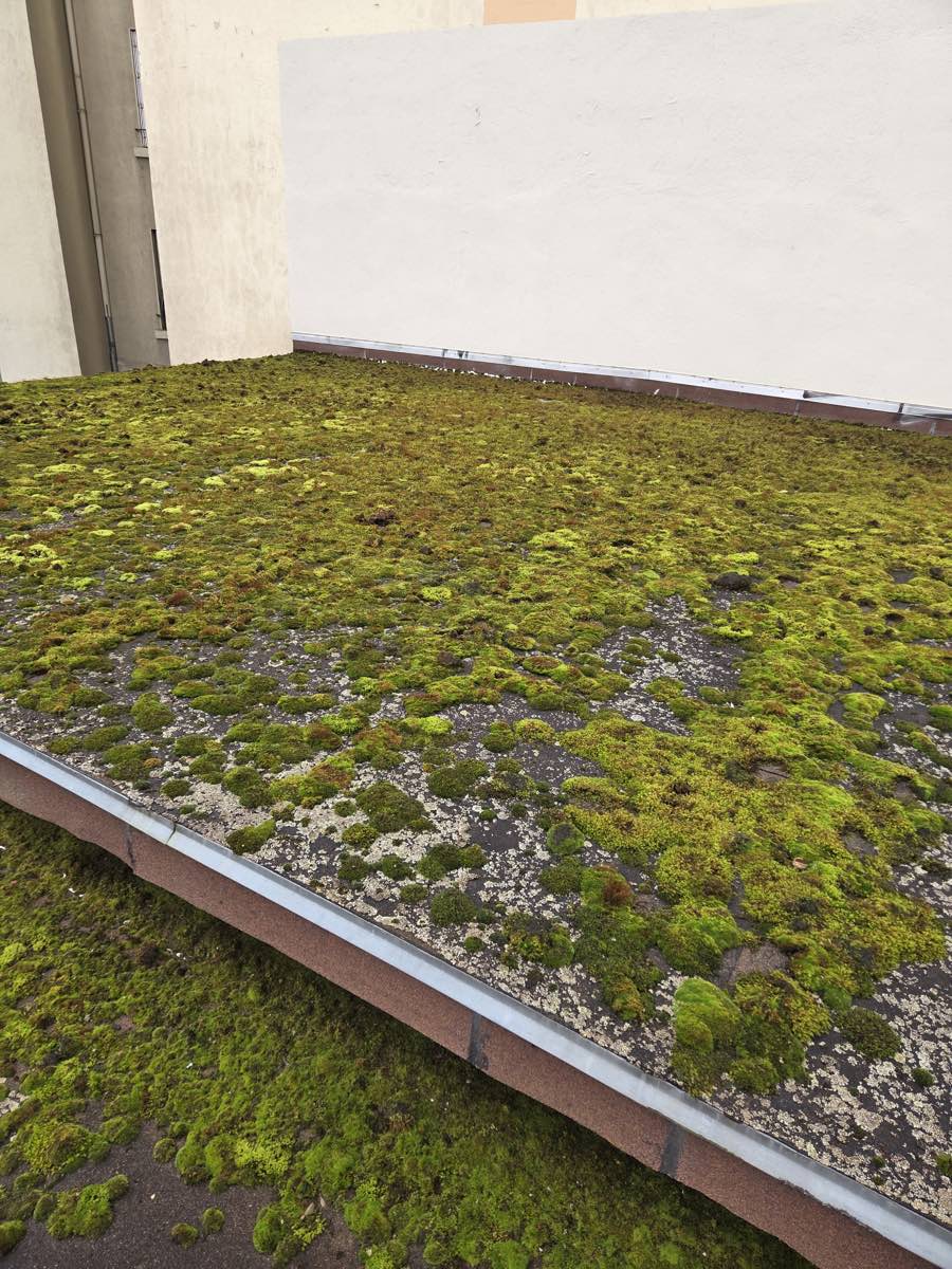 Toiture-terrasse entièrement recouverte de mousse, avant intervention.